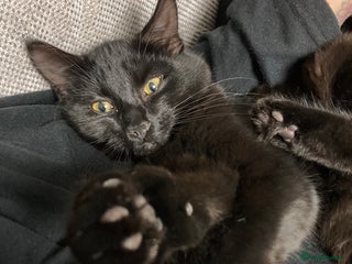 Domestic Shorthair cats Peanut looking for forever home - Advert 11