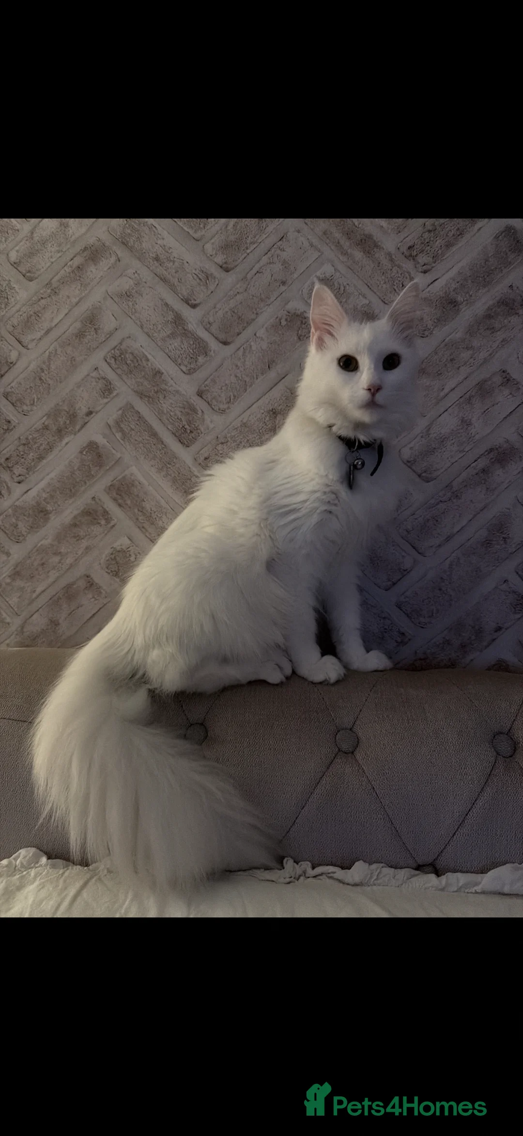 Maine Coon cats for sale: Mainecoon kittens  - Advert 1