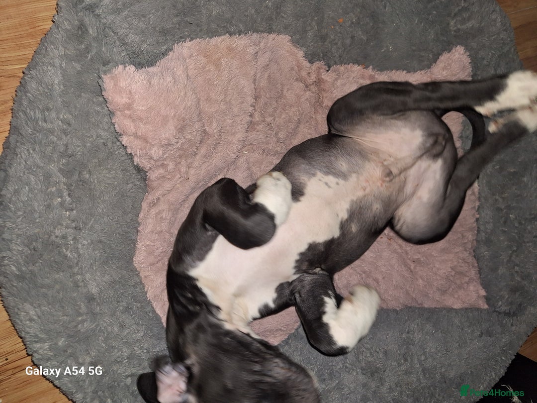 American Bulldog dogs for sale: 11 little hearts need their forever home - Advert 29