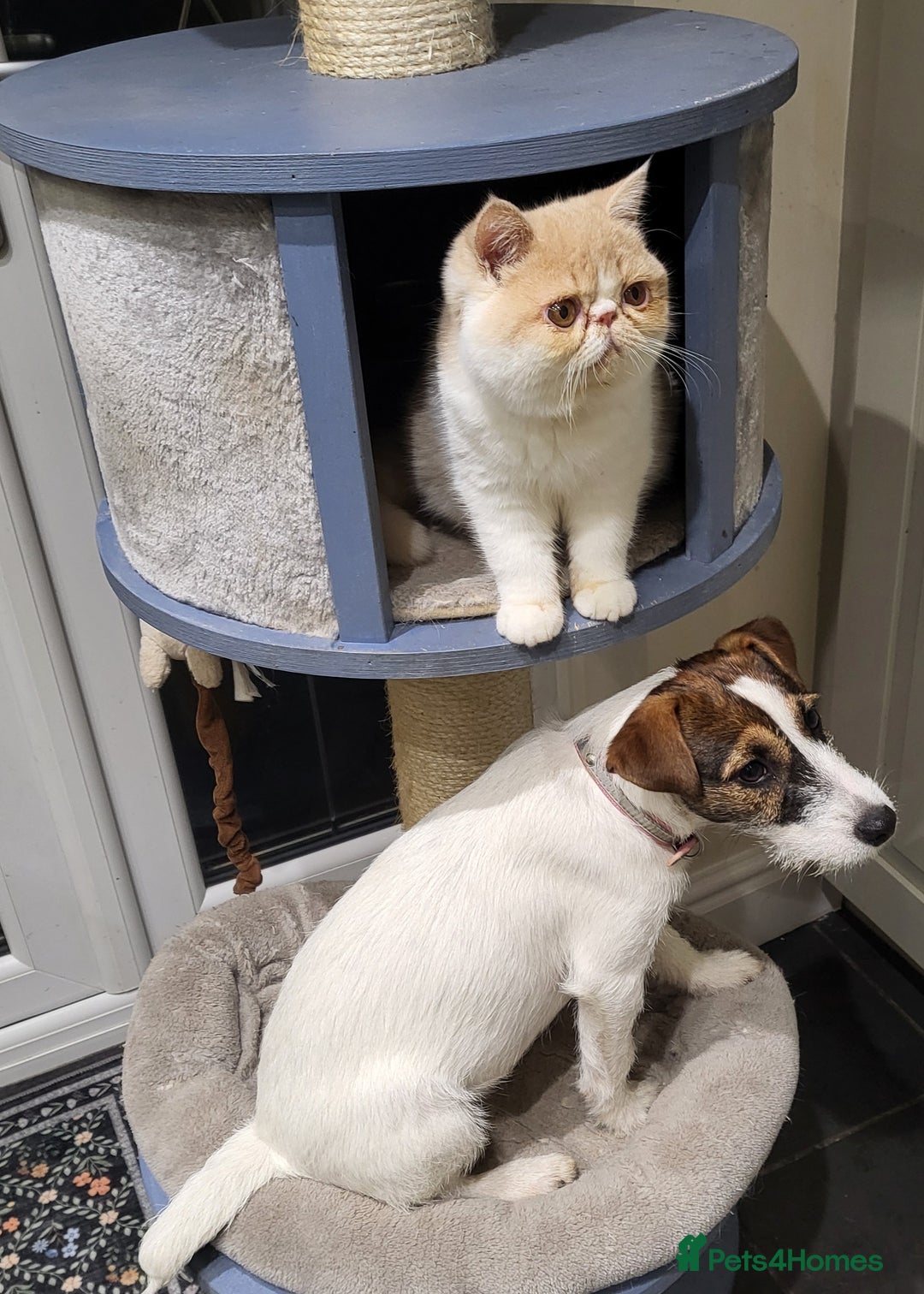 Exotic cats for sale: Hugo  - Advert 2