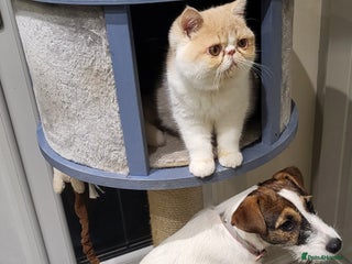 Exotic cats Hugo - Advert 1