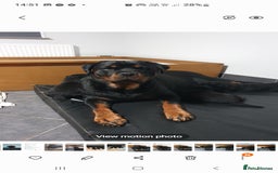 Rottweiler dogs for sale: Kc reg full German champion rottweiler puppies   - Image 16