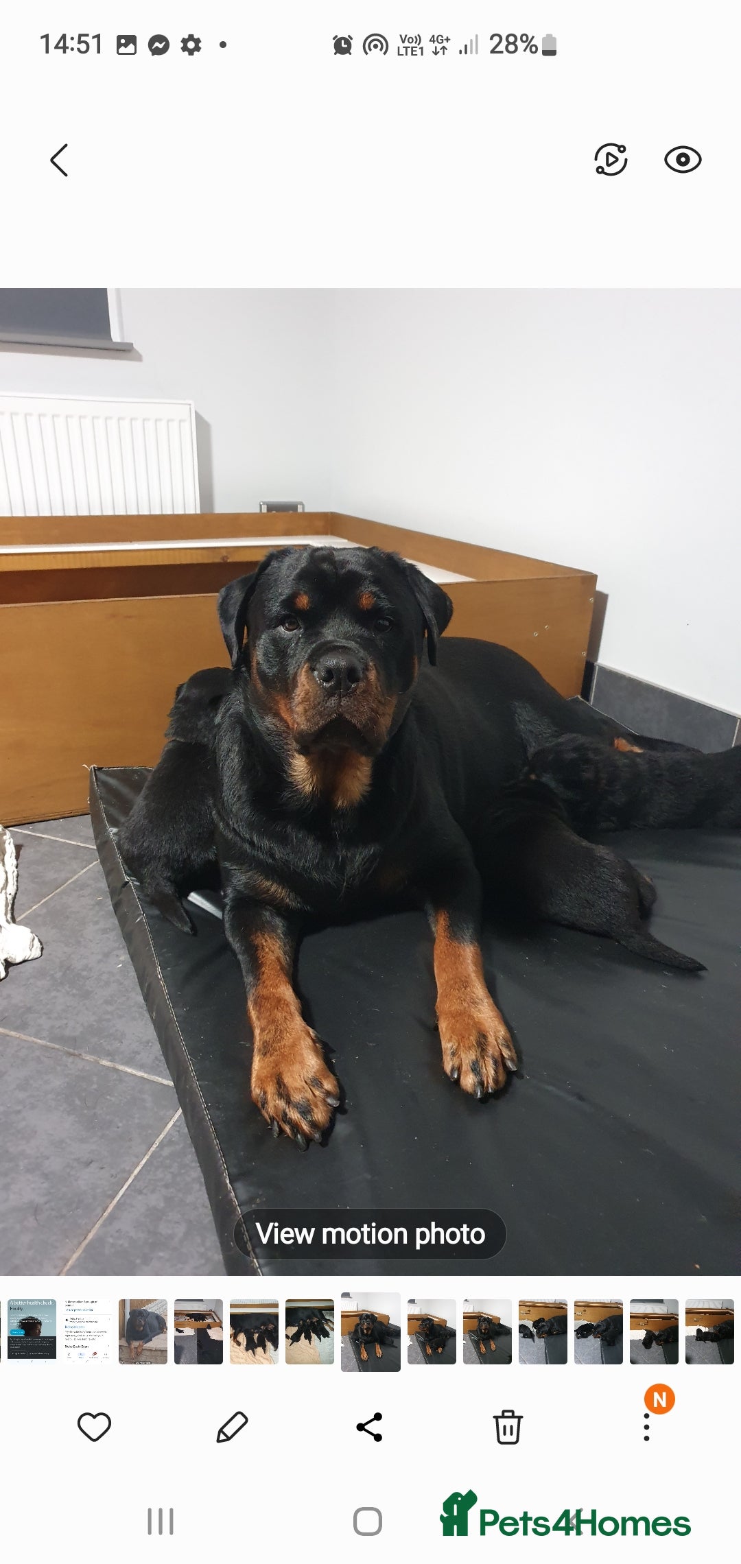 Rottweiler dogs for sale: Kc reg full German champion rottweiler puppies   - Image 16