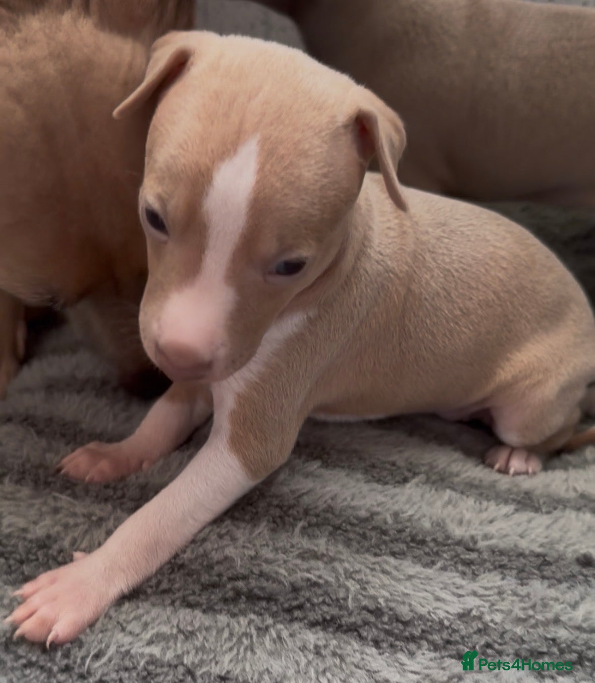 Italian Greyhound dogs KC registered Italian greyhounds  - Advert 2