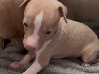 Italian Greyhound dogs KC registered Italian greyhounds - Advert 2