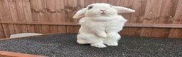 Mini Lop rabbits for sale: Beautiful Blue Eyed Sisters in March - Advert 2