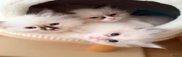 Ragdoll cats for sale: GCCF Ragdoll Kittens Championlines  - Advert 6