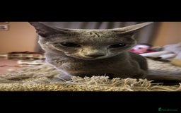 Russian Blue cats for sale: Russian Blue Male - Image 2