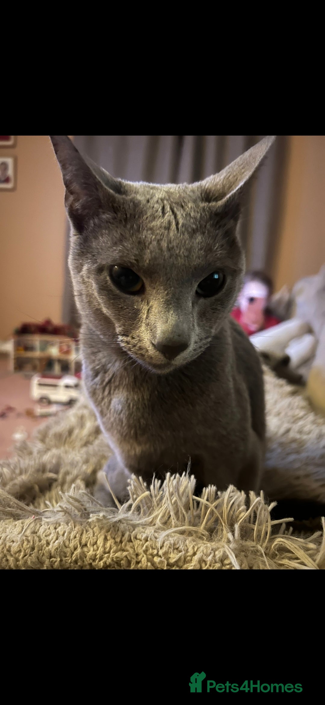 Russian Blue cats for sale: Russian Blue Male - Image 2