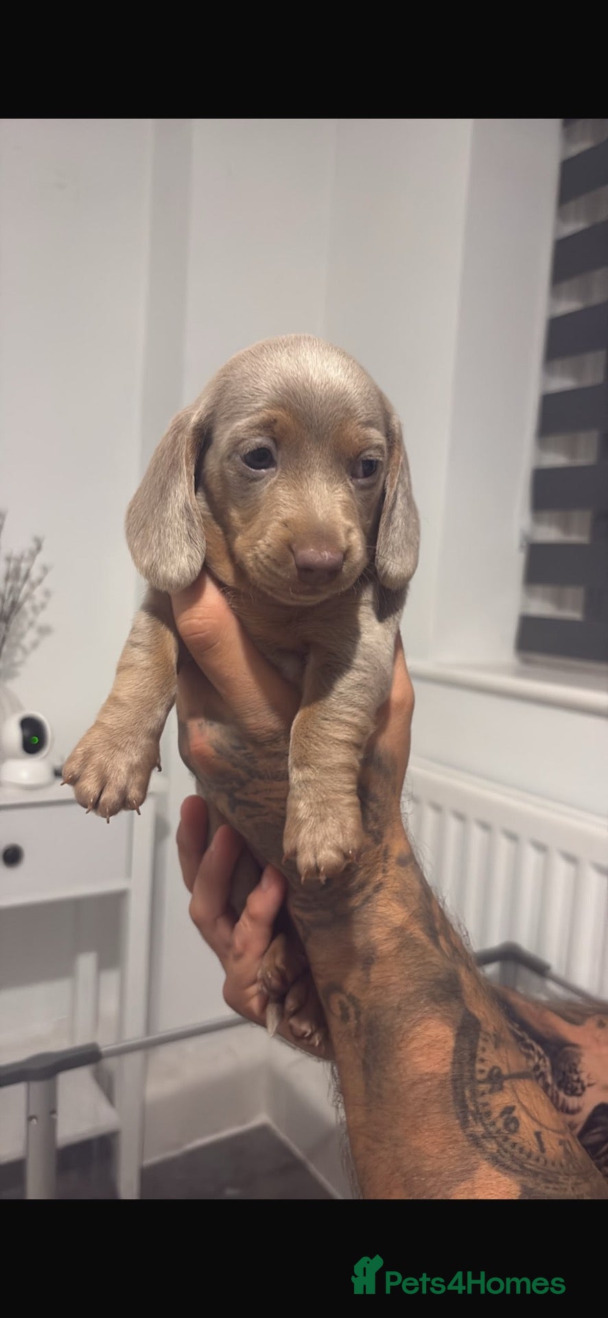Miniature Dachshund dogs LILAC KC REGISTERED MINATURE DACHSHUND PUPPIES  - Advert 1