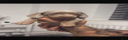 Miniature Dachshund dogs for sale: LILAC KC REGISTERED MINATURE DACHSHUND PUPPIES  - Advert 2