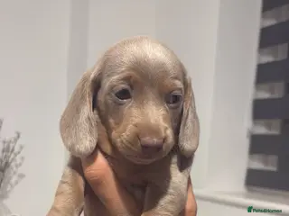Miniature Dachshund dogs LILAC KC REGISTERED MINATURE DACHSHUND PUPPIES - Advert 1