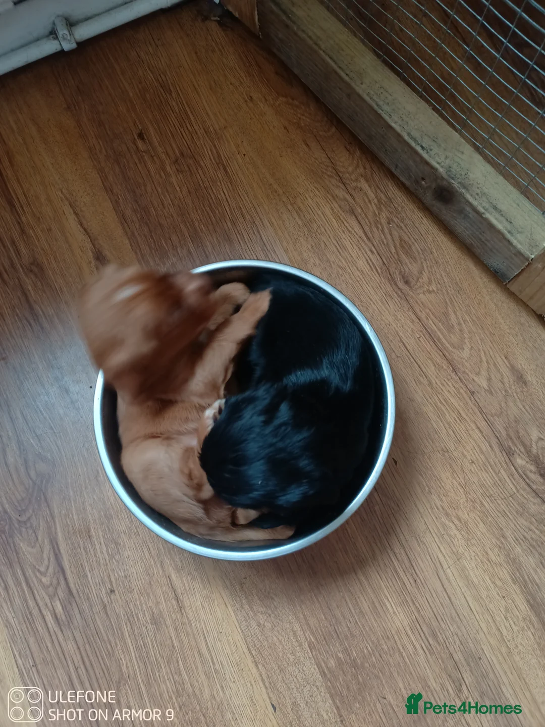 Cocker Spaniel dogs for sale: Cocker spaniel Puppies - Advert 3