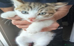 Mixed Breed cats for sale: Kittens for sale  - Image 4