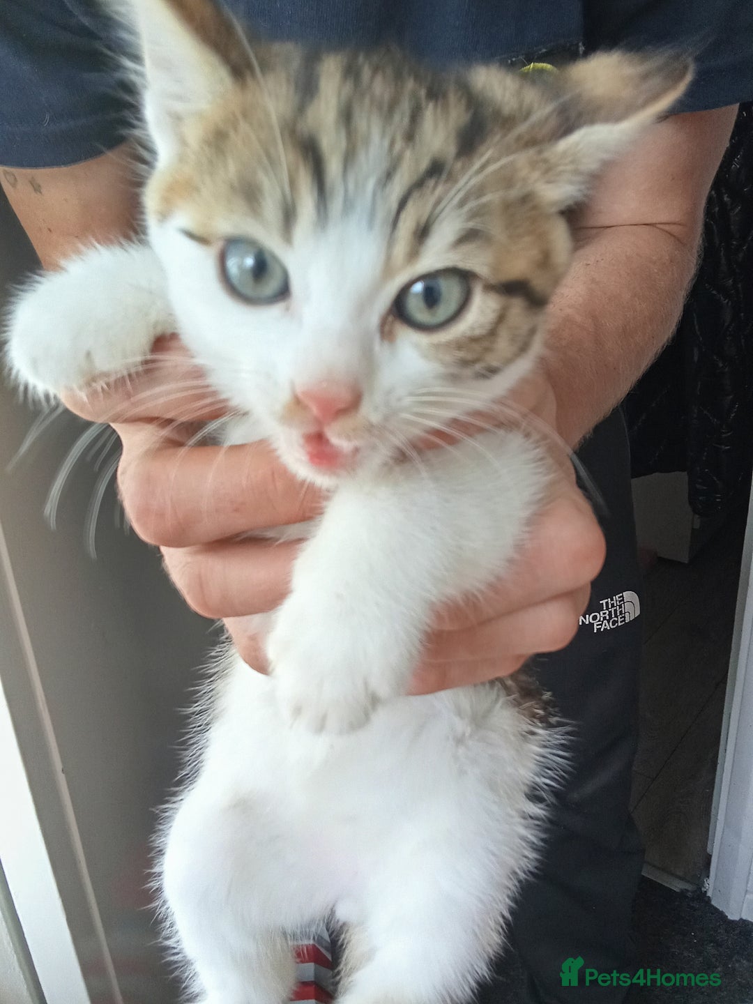 Mixed Breed cats for sale: Kittens for sale  - Image 4