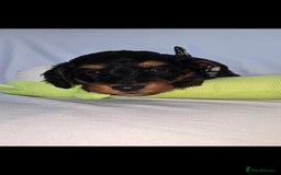 Doxiepoo dogs for sale: Adorable PRA clear daxipoos hypoallergenic  - Image 23