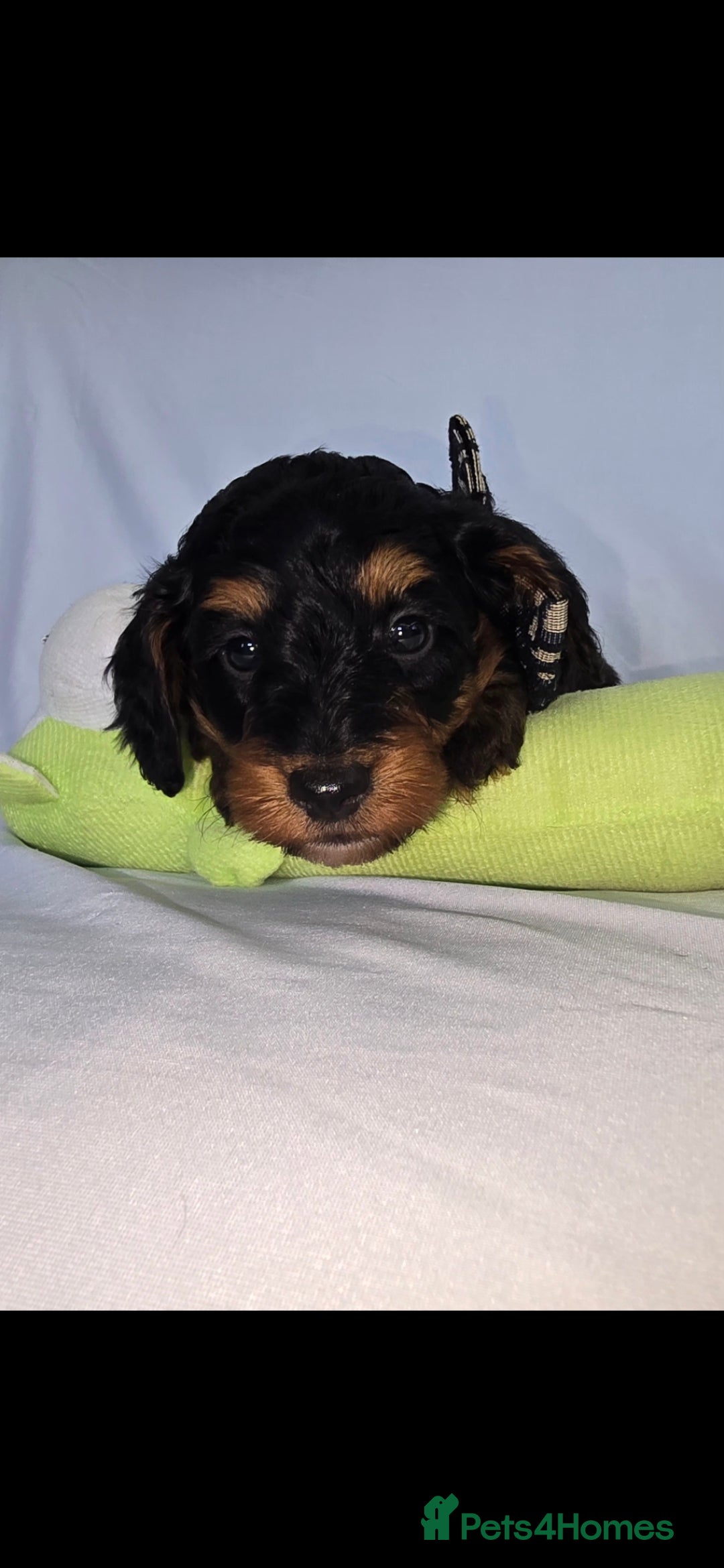 Doxiepoo dogs for sale: Adorable PRA clear daxipoos hypoallergenic  - Image 23