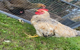 Chickens poultry for sale: Beautifully Natured Cockerel - Free to a good home - Image 5