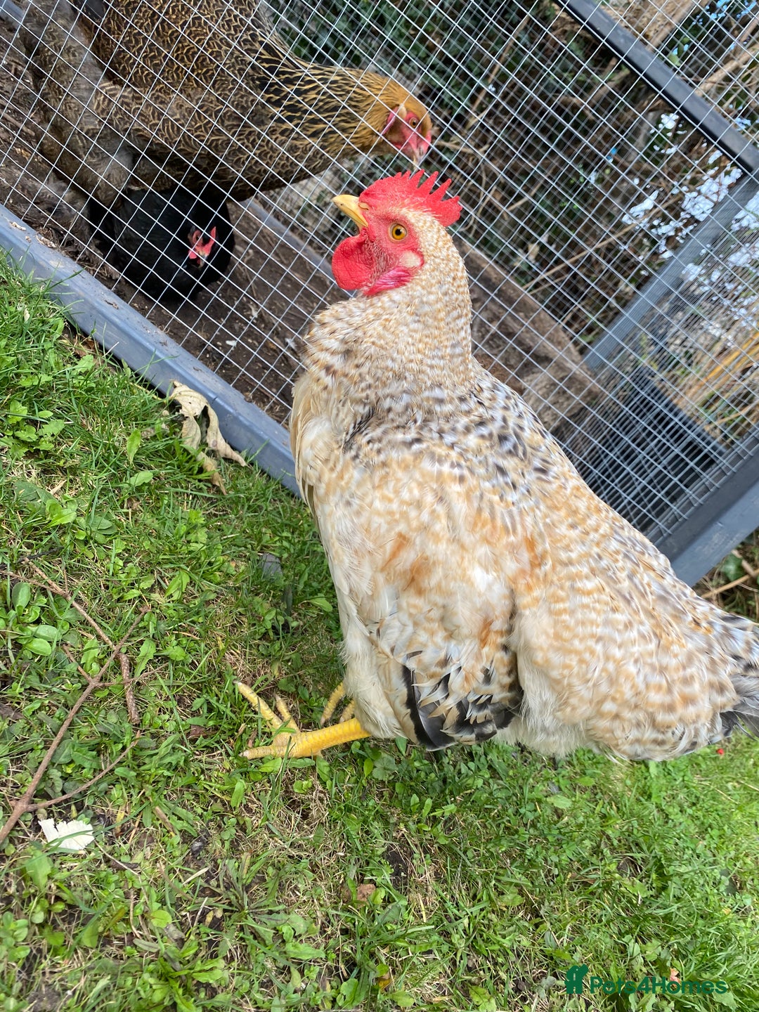 Chickens poultry for sale: Beautifully Natured Cockerel - Free to a good home - Image 5