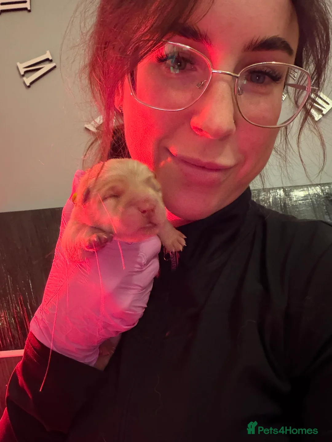 Chow Chow dogs for sale: KC Registered Chow Chow Puppies ❤️ - Advert 2