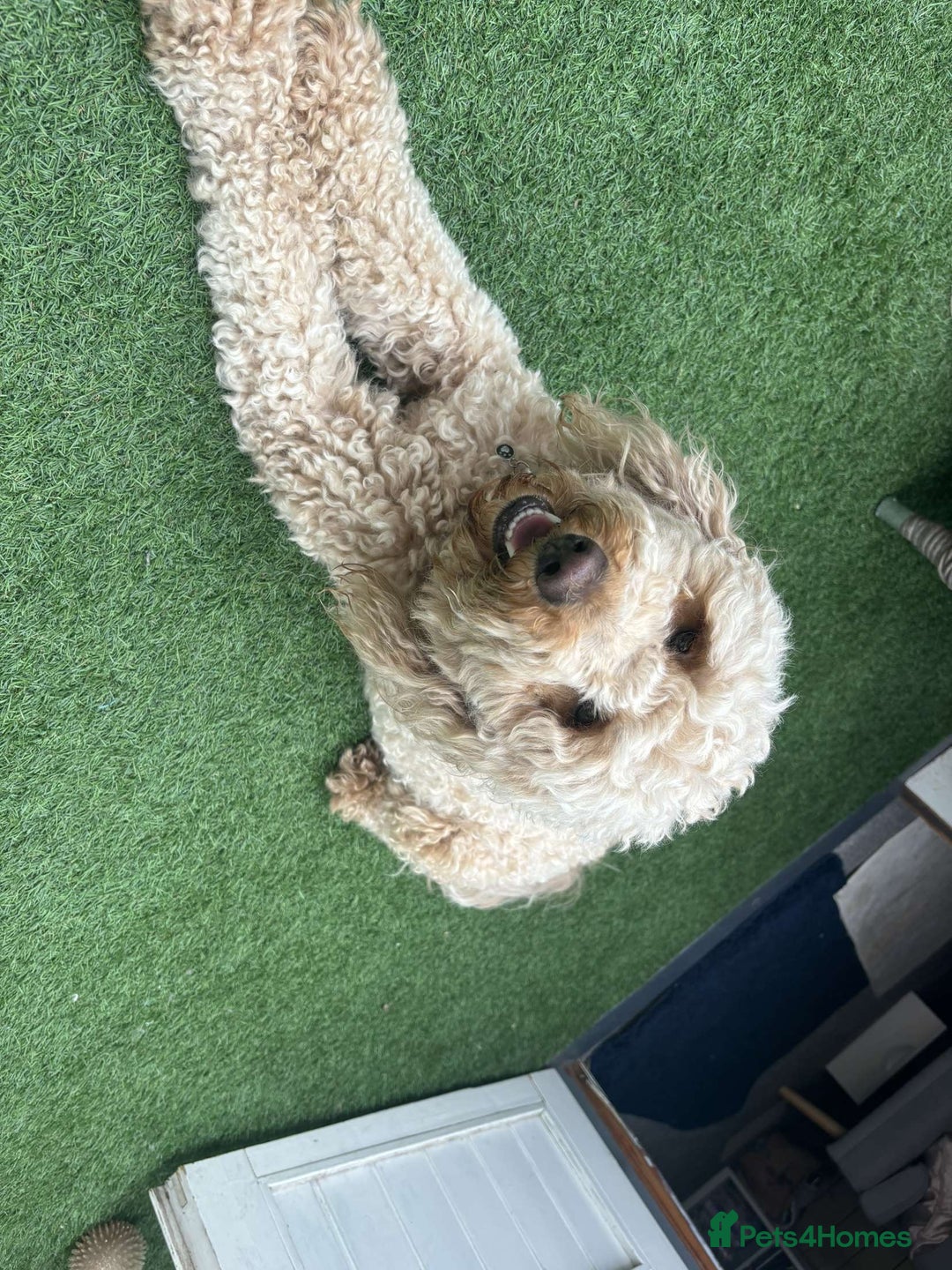 Labradoodle dogs for sale: Labradoodle puppies looking for a loving home  - Image 13