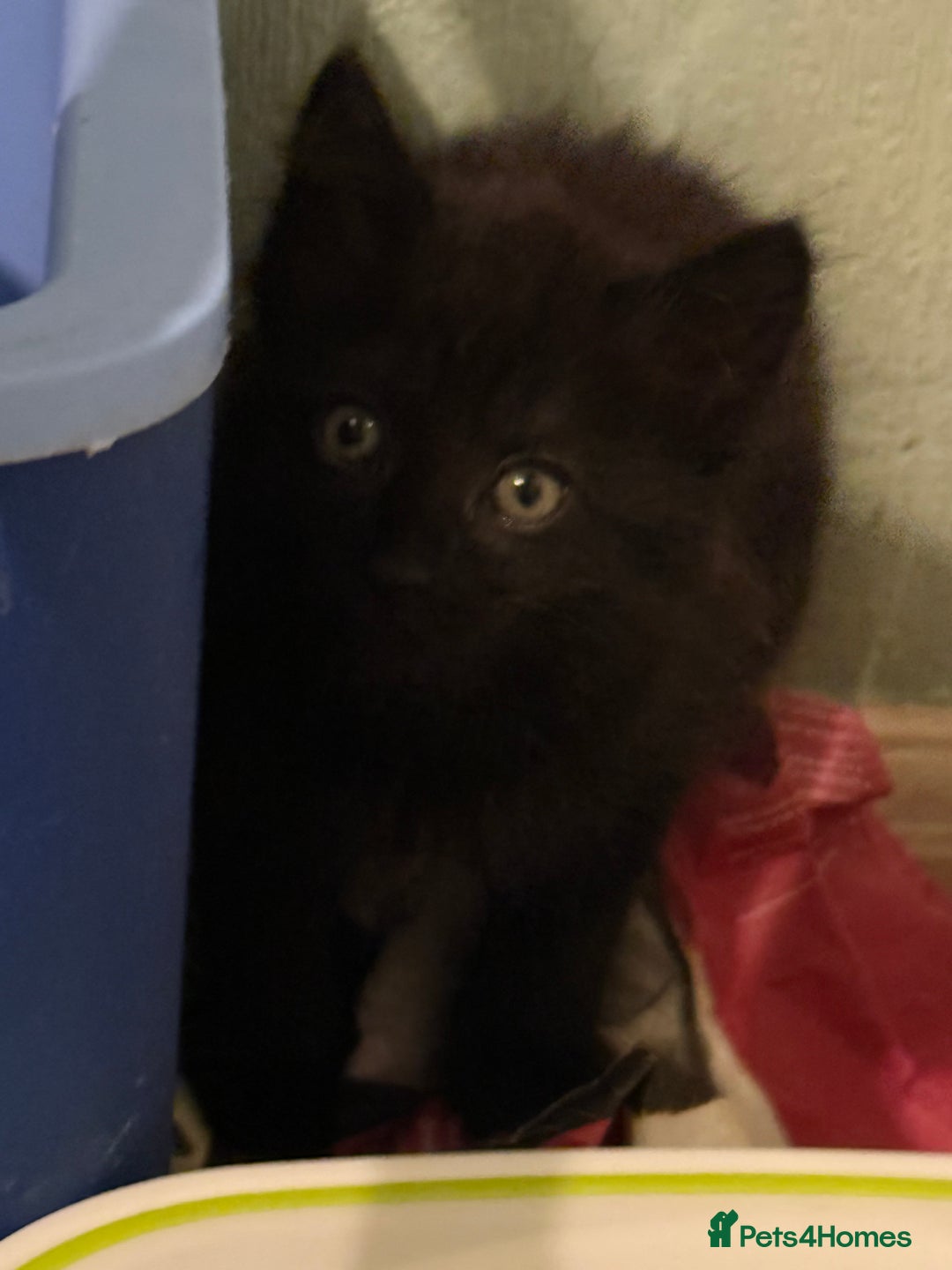 Mixed Breed cats for sale: black beautiful kittens  - Image 2