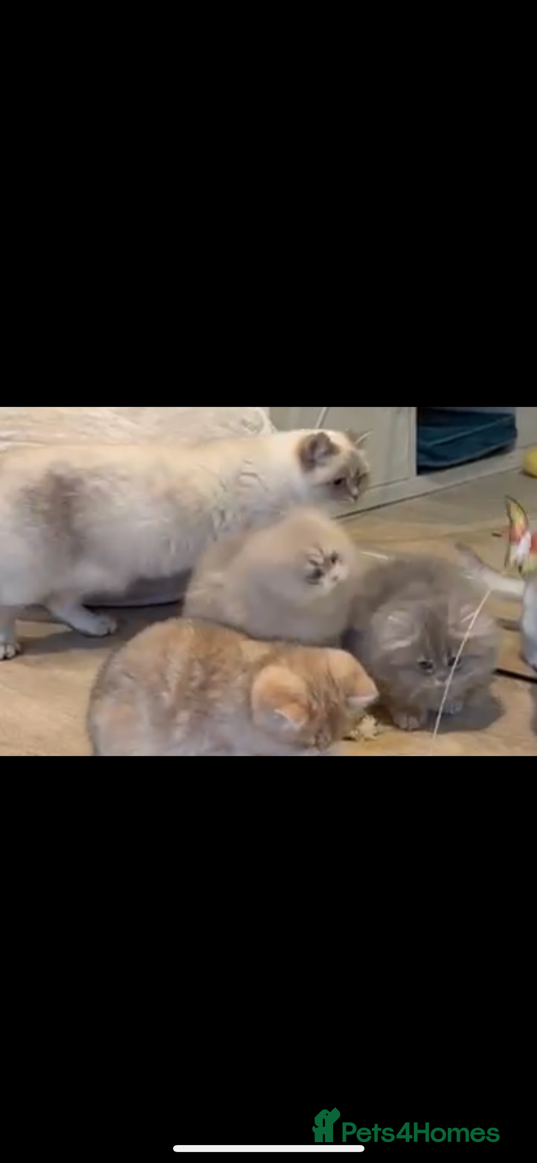 British Longhair cats for sale: Blue golden British long hair  - Advert 5