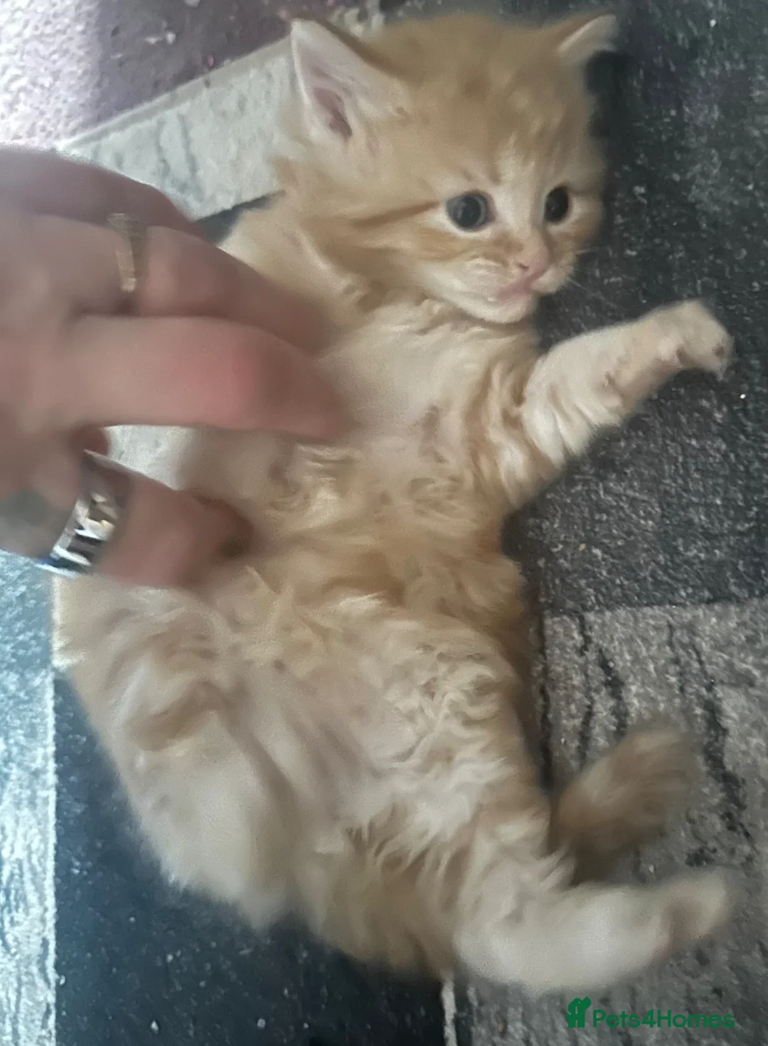 Mixed Breed cats for sale: Final ginger boy looking for forever home🐾 - Advert 1