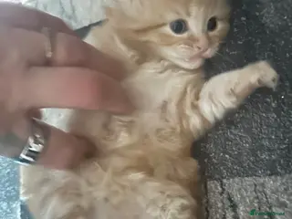 Mixed Breed cats Final ginger boy looking for forever home🐾 - Advert 5