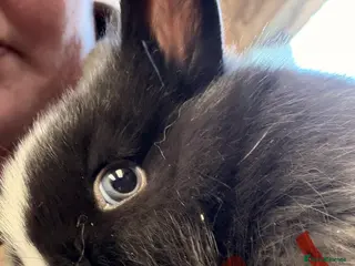 Lionhead rabbits 4 x Pure baby Lionheads 2x boys and 2x girls - Advert 14