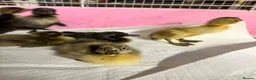 Ducks poultry for sale: Indian runner ducklings ducks crested  - Advert 7