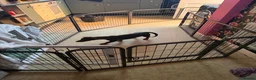 Dachshund dogs for sale: Dashound puppy 7 months old  in High Wycombe - Advert 5