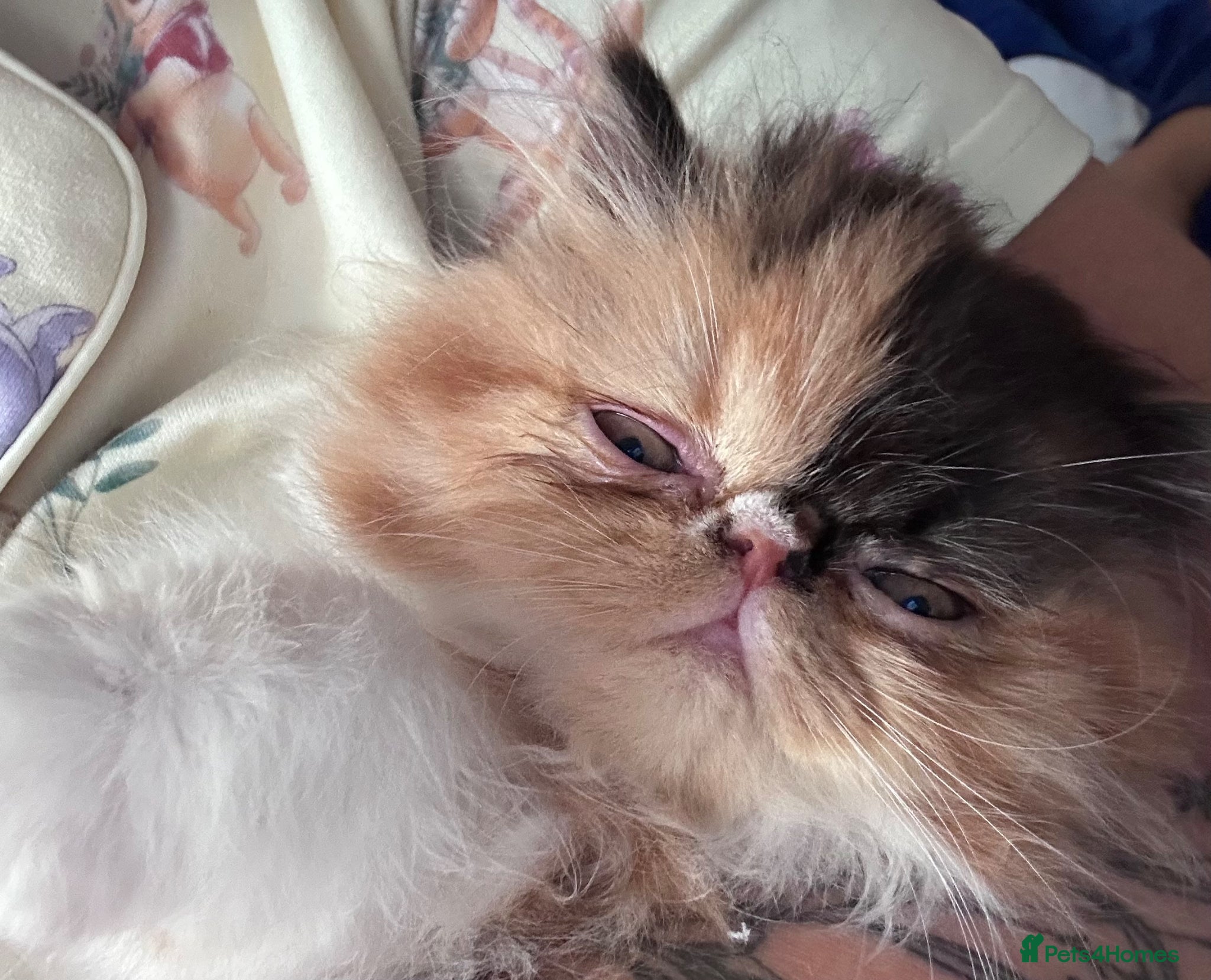 Persian cats  1 beautiful boy left Persian REDUCED  - Advert 2
