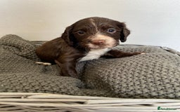 Sprocker dogs for sale: Beautiful F1 Sprocker Spaniel Puppies. in King's Lynn - Image 10