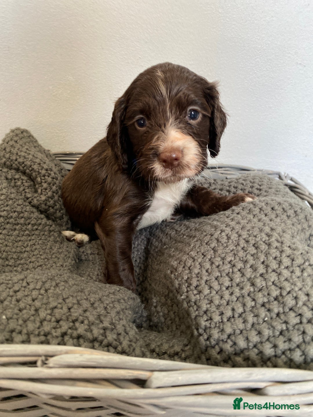 Sprocker dogs for sale: Beautiful F1 Sprocker Spaniel Puppies. in King's Lynn - Image 10