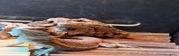 Bearded Dragon reptiles for sale: Dragon - Advert 3