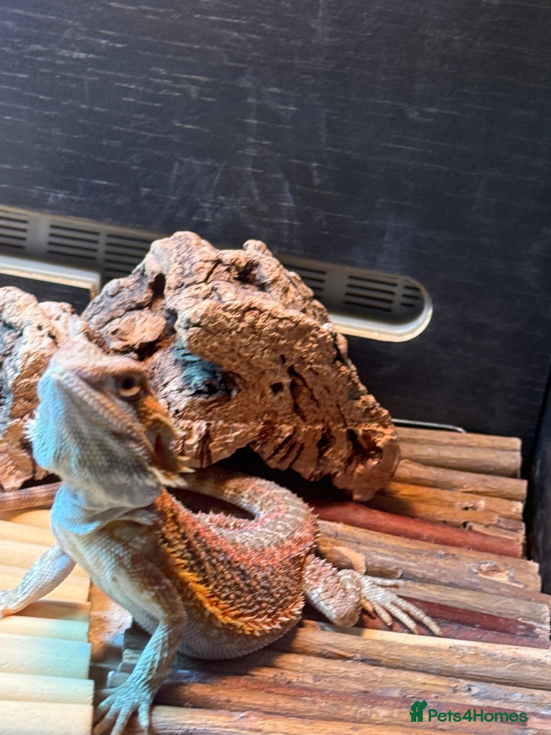 Bearded Dragon reptiles for sale: Dragon - Advert 3