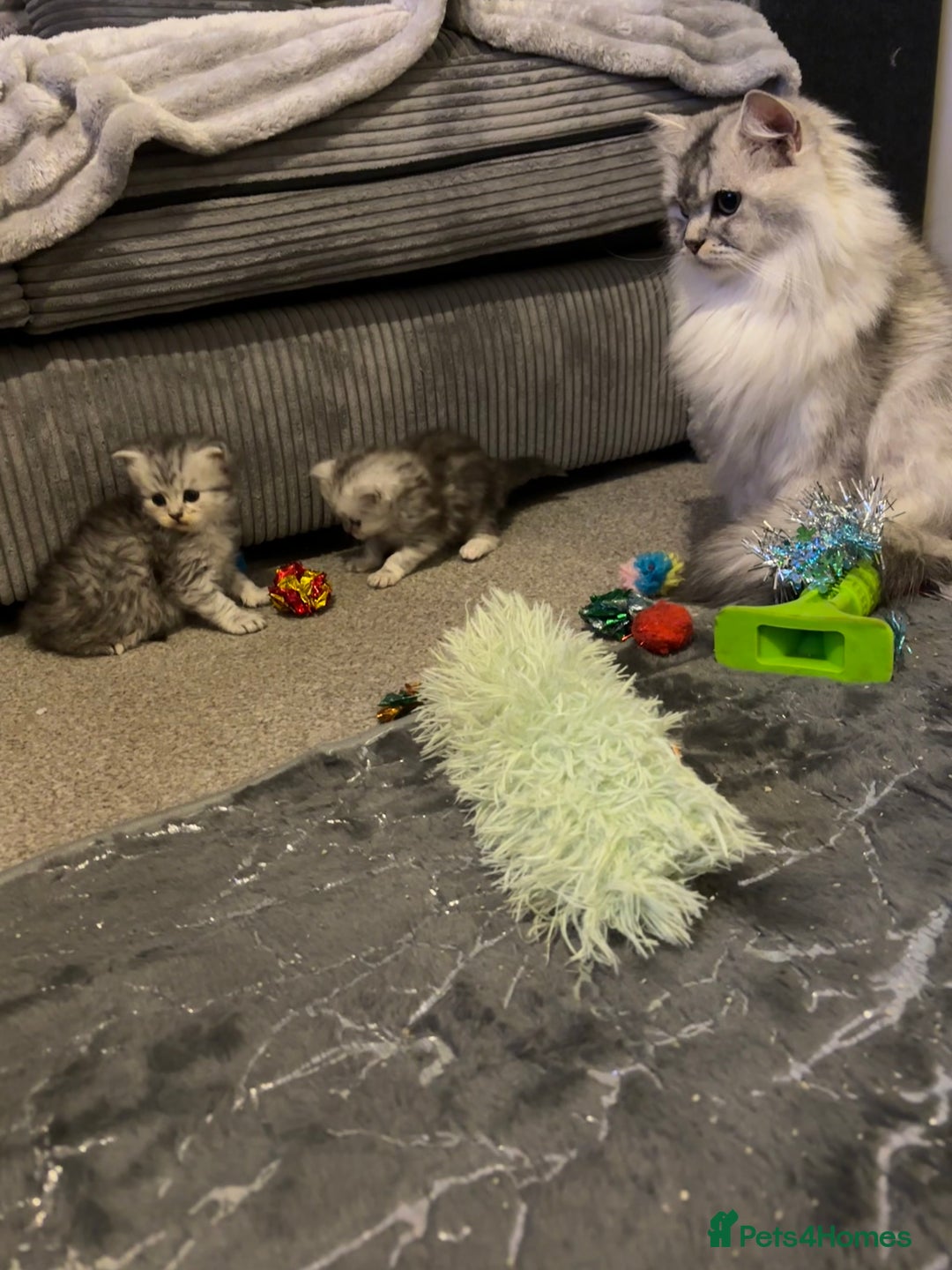 Maine Coon cats for sale: Maincoon / Persian babies looking for laps  - Advert 31