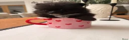 Pomeranian dogs for sale: Very small pomeranians Merle black and white pups - Advert 11