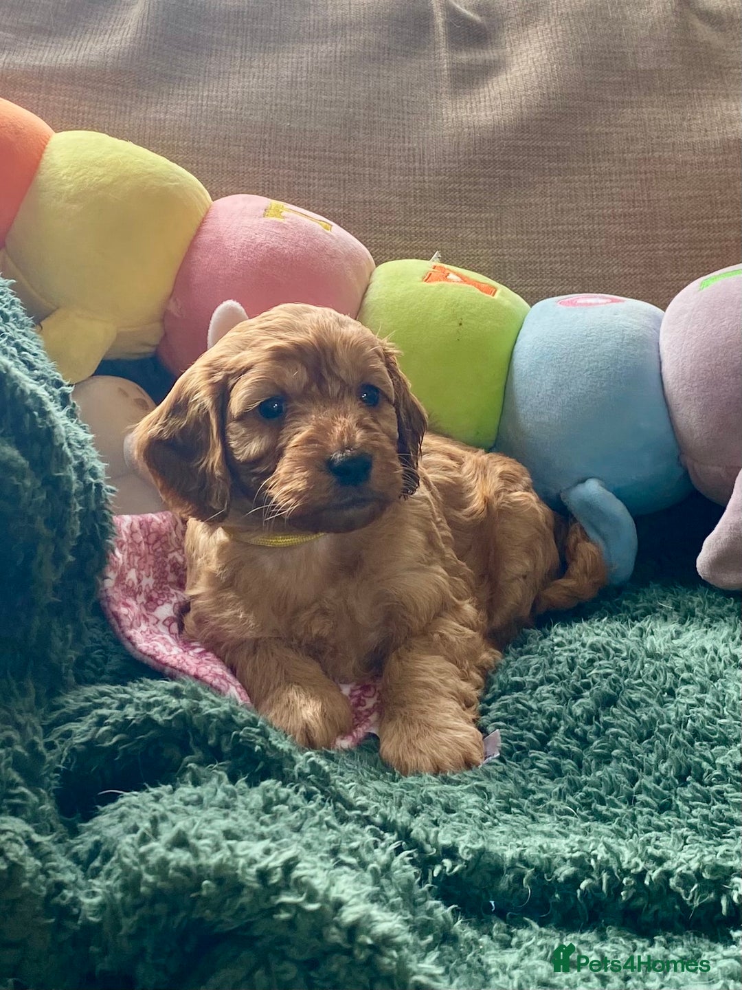 Cockapoo dogs for sale: Adorable Cockapoo puppies - Image 14