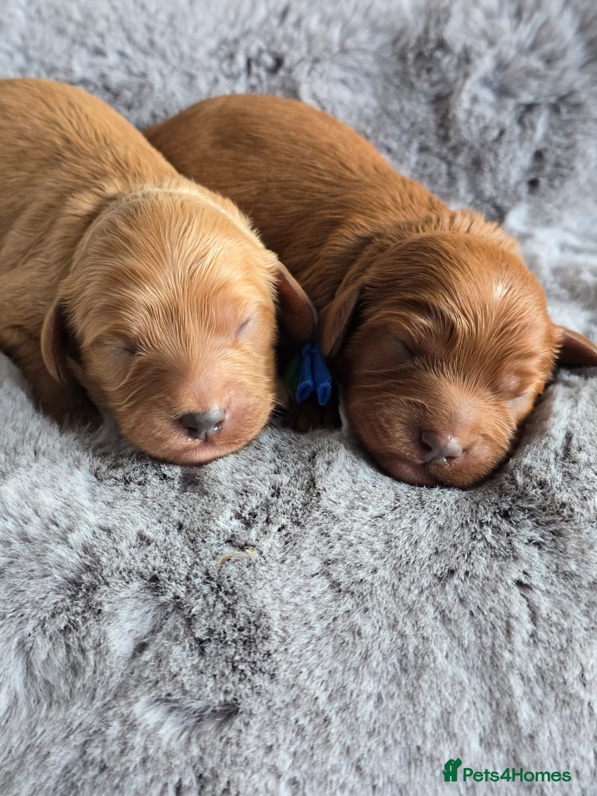 Cavapoo dogs Cavapoo Toy F1 ❤️ DNA TESTED - Advert 2