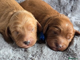 Cavapoo dogs Cavapoo Toy F1 ❤️ DNA TESTED - Advert 15