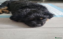 Mixed Breed dogs for sale: Pekingese mix breed puppies  - Advert 10