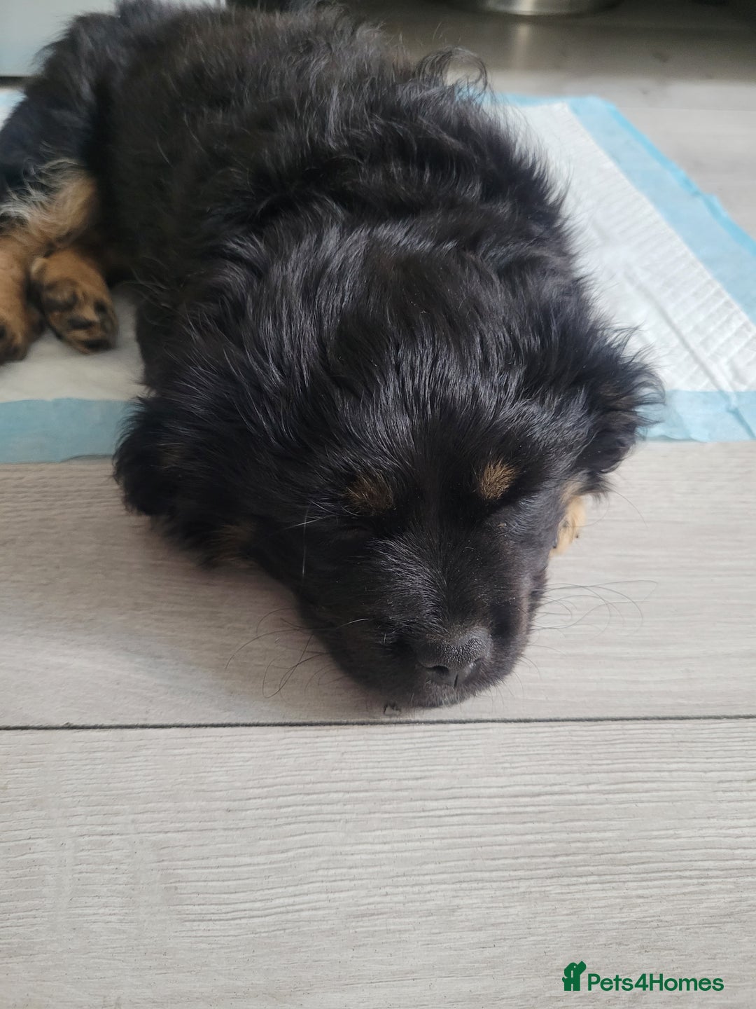 Mixed Breed dogs for sale: Pekingese mix breed puppies  - Advert 10