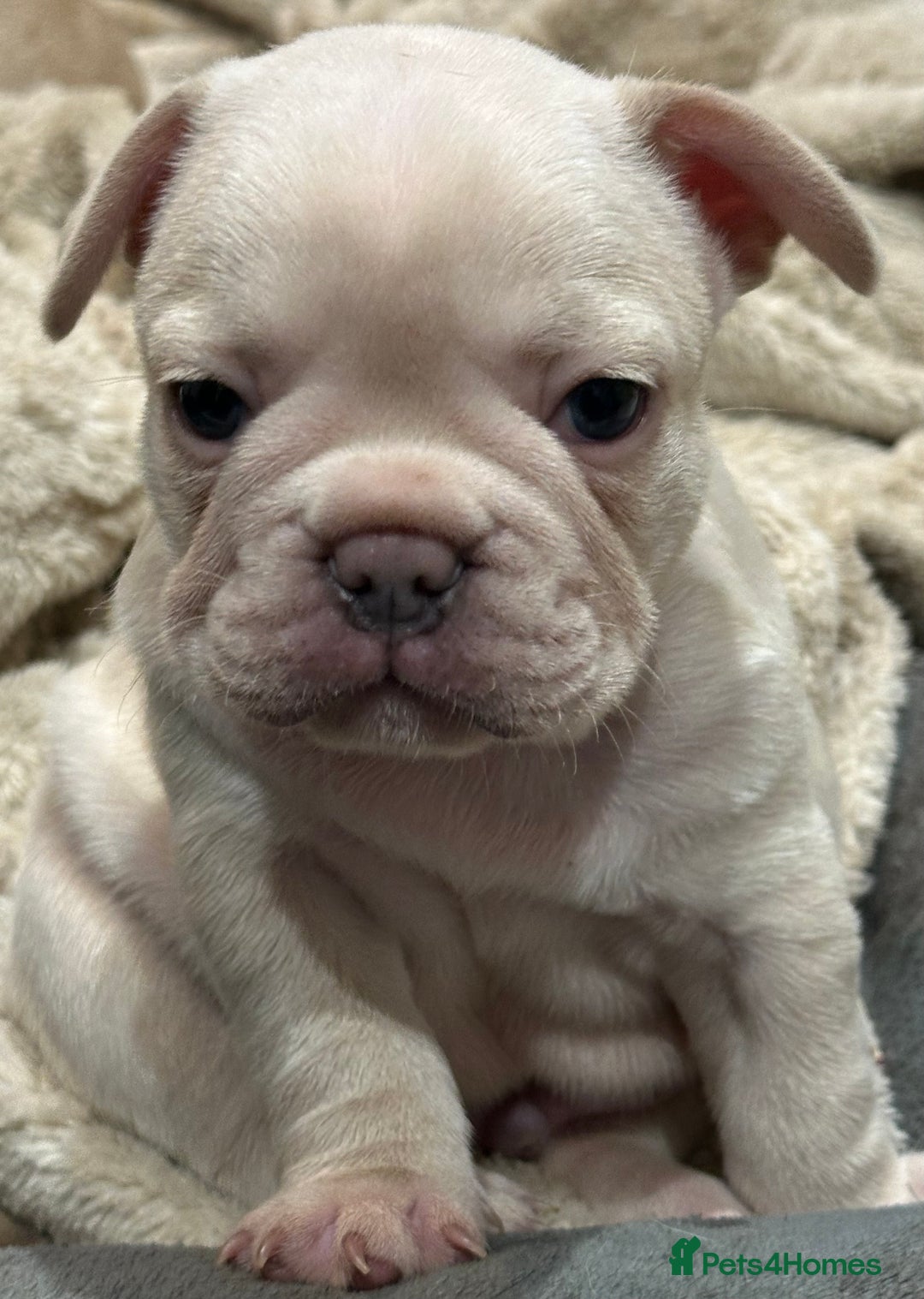 French Bulldog dogs for sale: Quality Frenchbull dogs - Image 16