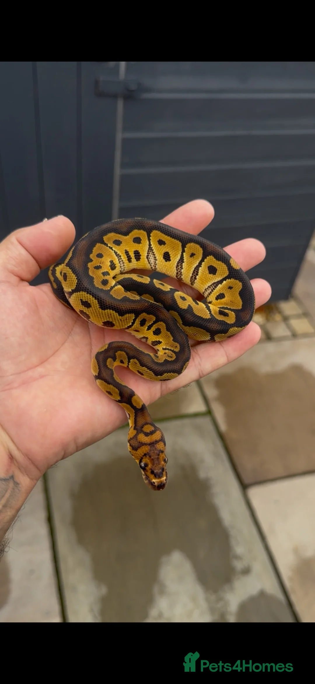 Python Snake reptiles for sale: Royal Python babies for sale…Various morphs. in Crewe - Advert 2