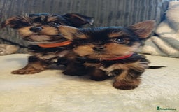 Yorkshire Terrier dogs for sale: Gorgeous puppies❤️❤️🩵🩵 - Advert 6