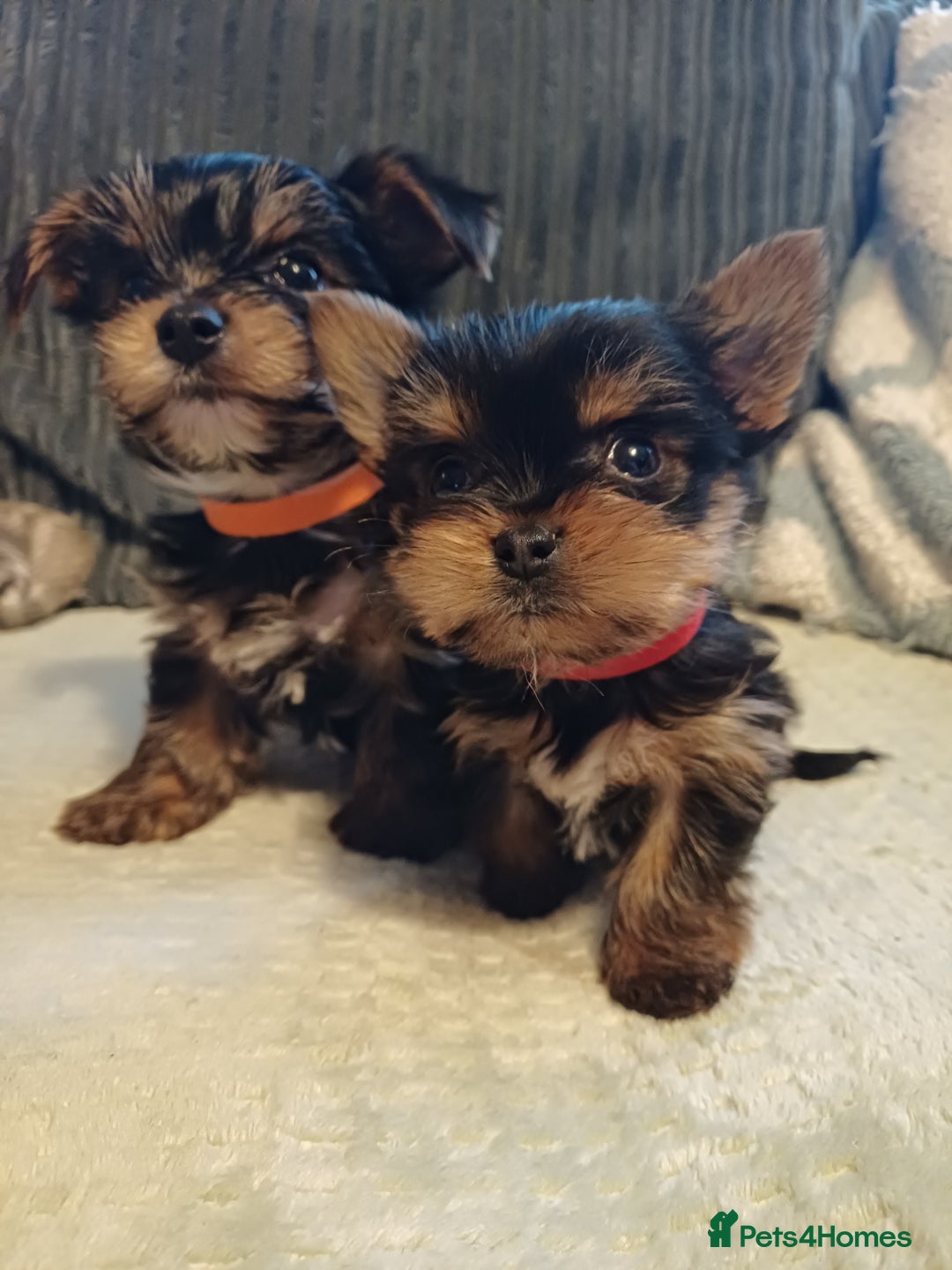 Yorkshire Terrier dogs for sale: Gorgeous puppies❤️❤️🩵🩵 - Advert 6