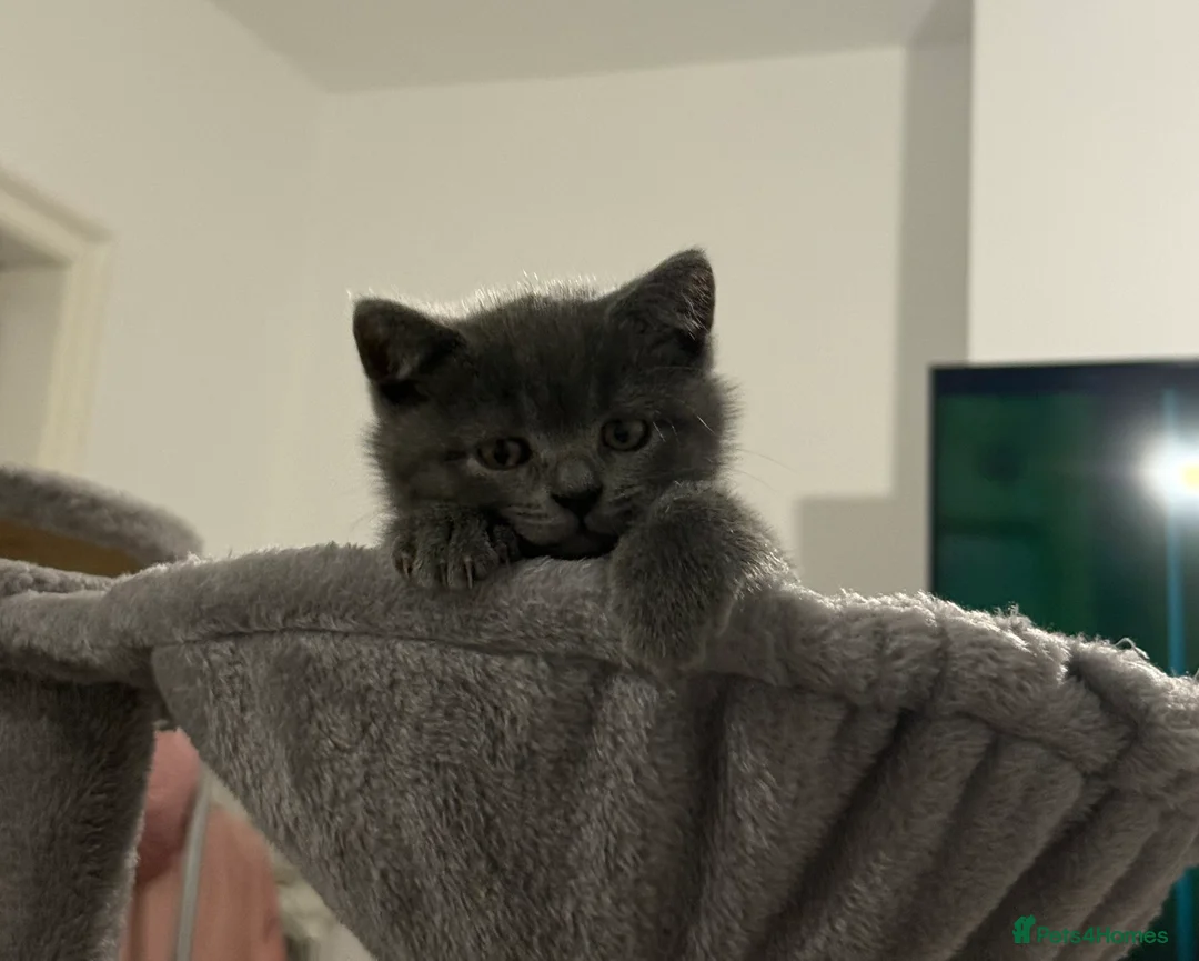 British Shorthair cats for sale: British Shorthair Female - Advert 2