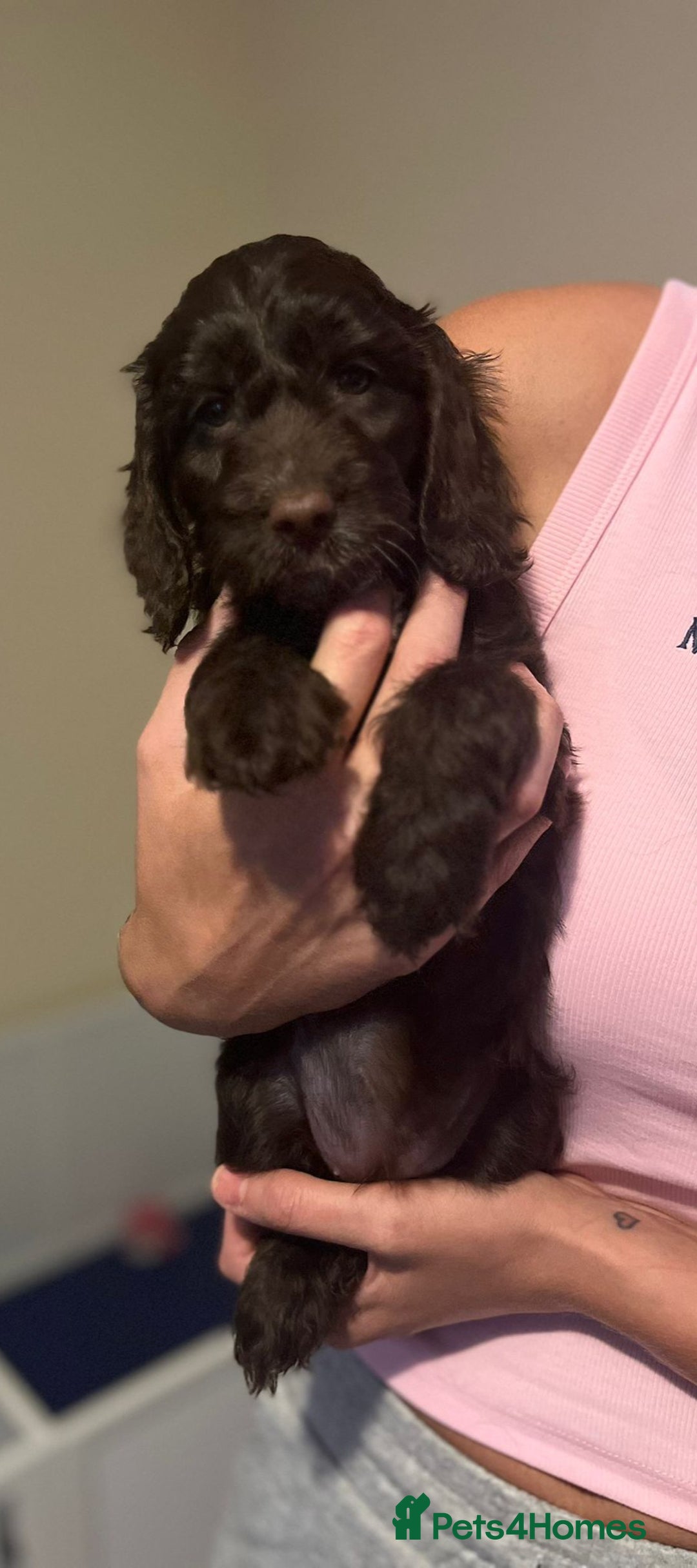 Cockapoo dogs for sale: Ready to leave Minature F1 PRA clear cockapoo pups - Image 24